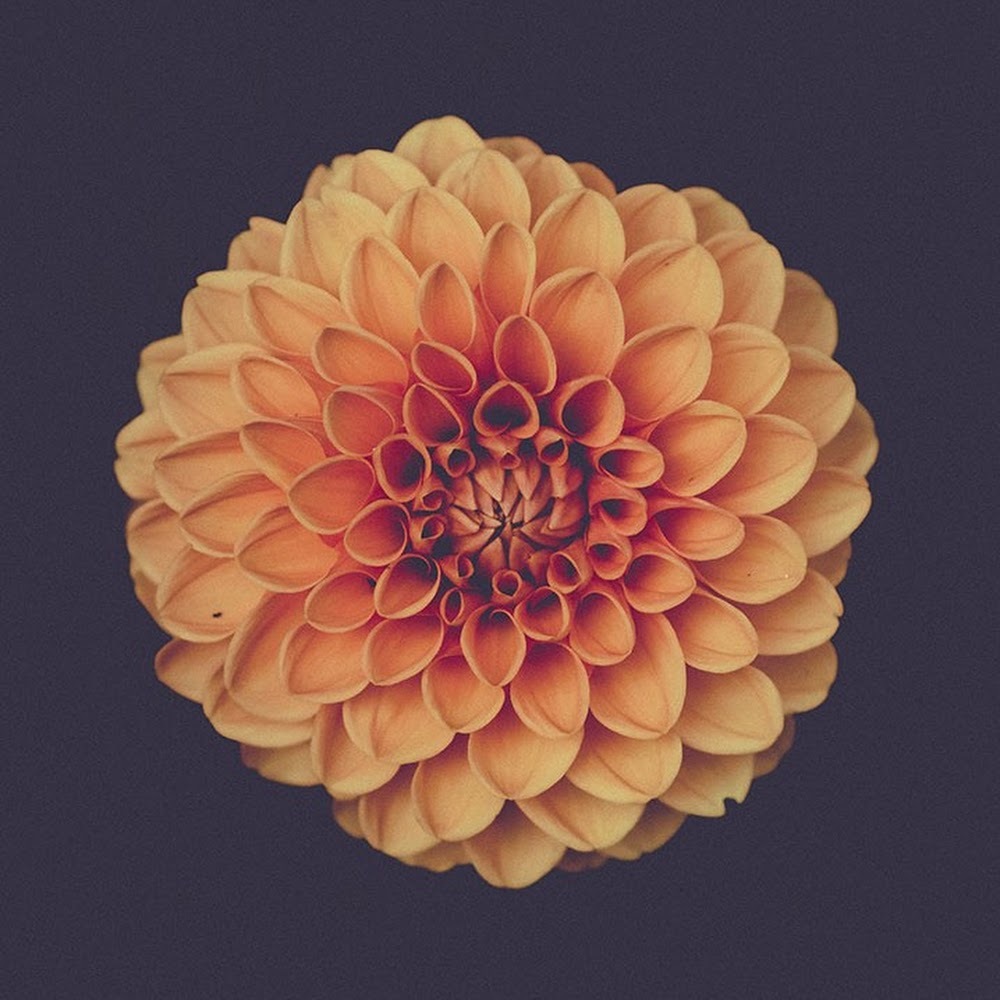 Meet your Posher, Lisa&allice